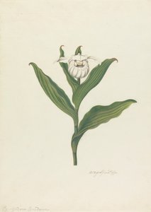 Zapatito de dama (Cypripedium Canadense, Calceolus Maria) de Robert Blyth