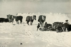 Ponis detrás de su refugio en el campamento en la barrera, 1911 de Robert Falcon Scott