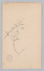 Rama de Robert Frederick Blum