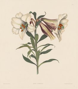 Una selección de plantas hexandrianas, pertenecientes al orden natural de Amaryllidae..., 1831-1832 de Robert Havell