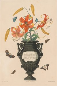 Una Selección de Plantas Hexandrianas, pertenecientes al orden natural de Amaryllidae y Liliacae: Lirio Tigre de Robert Havell
