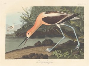 Avoceta americana, 1836