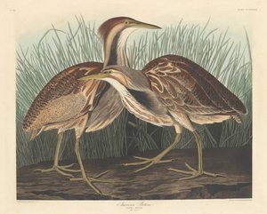 Avetoro americano de Robert Havell