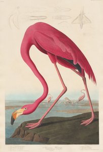 Flamenco Americano, 1838
