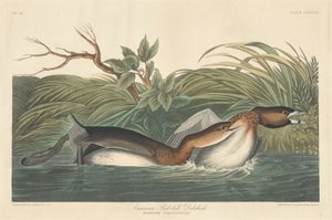 Zampullín Americano, 1835 de Robert Havell