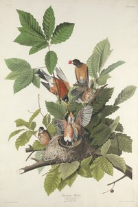 Petirrojo Americano, 1832 de Robert Havell