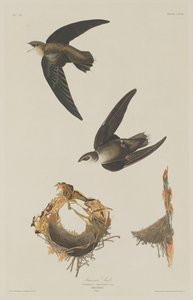 Vencejo americano, 1833