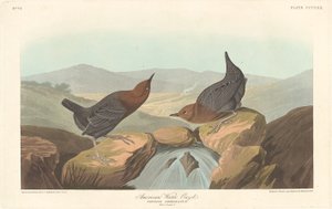 Mirlo acuático americano, 1837