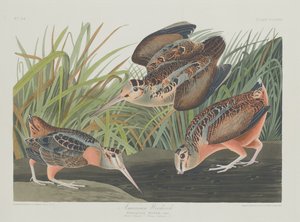 Becada Americana, 1835 de Robert Havell