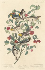 Reinita de Audubon, Reinita Ermitaña y Reinita de Garganta Negra, 1837 de Robert Havell