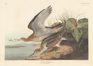 Correlimos de Bartram de Robert Havell