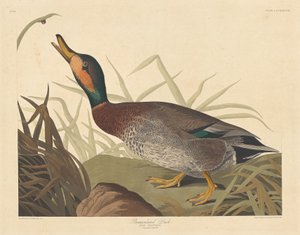Pato Bemaculado, 1836