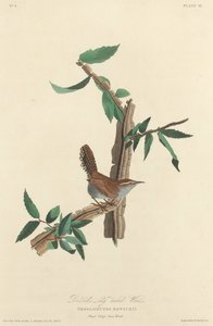 Chochín de cola larga de Bewick, 1827 de Robert Havell