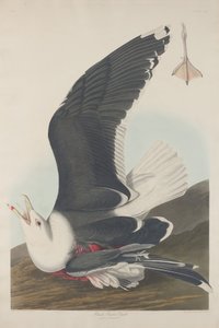 Gaviota de lomo negro de Robert Havell