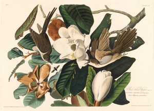 Cuclillo piquinegro, 1828 de Robert Havell