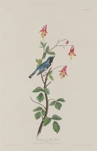 Reinita Azul de Garganta Negra, 1832 de Robert Havell