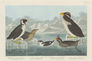 Mérgulo de garganta negra, alca de pico abultado, alca de cresta rizada y alca de pico cornudo, 1838 de Robert Havell