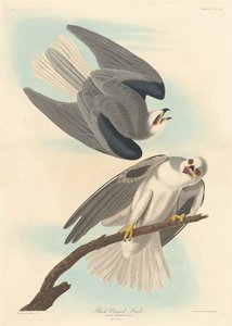 Halcón de alas negras, 1837