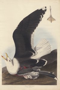 Gaviota de lomo negro de Robert Havell
