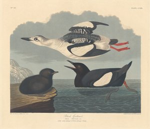 Arao aliblanco de Robert Havell