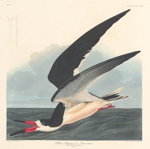 Rayador Negro, 1836 de Robert Havell