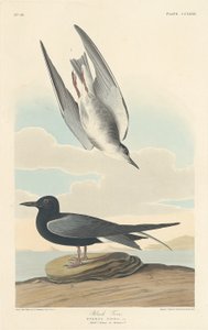 Charrán negro de Robert Havell