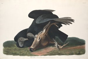 Buitre Negro, 1831 de Robert Havell