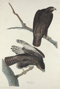 Guerrero Negro, 1830 de Robert Havell