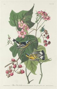 Reinita negra y amarilla de Robert Havell