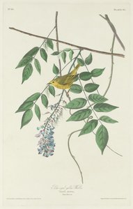 Reinita de ojos azules, 1830