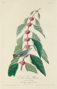 Reinita azul-verde de Robert Havell