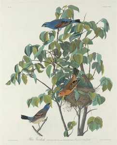 Picogordo azul, 1831 de Robert Havell