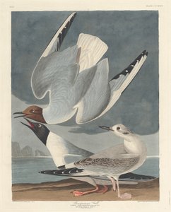 Gaviota Bonapartiana, 1836 de Robert Havell