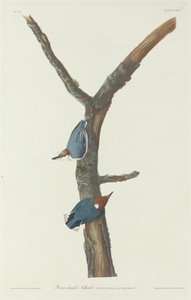 Sitta de cabeza marrón, 1831