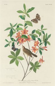Reinita comedora de gusanos de cabeza marrón, 1834 de Robert Havell