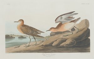Correlimos canela, 1835