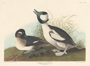 Pato cabeza de búfalo, 1836 de Robert Havell