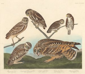 Búho Excavador, Búho Excavador de Cabeza Grande y Pequeño Búho Nocturno, 1838 de Robert Havell