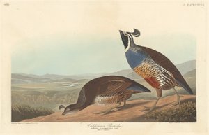 Perdiz californiana, 1838
