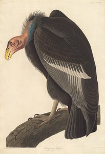 Buitre Californiano de Robert Havell