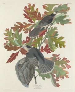 Arrendajo canadiense, 1831 de Robert Havell