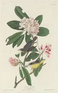Reinita canadiense, 1831 de Robert Havell