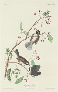 Carbonero canadiense, 1834 de Robert Havell