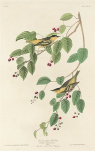 Reinita Carbonada, 1829 de Robert Havell
