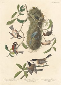 Herrerillo de lomo castaño, herrerillo de gorra negra y herrerillo de corona castaña, 1837 de Robert Havell