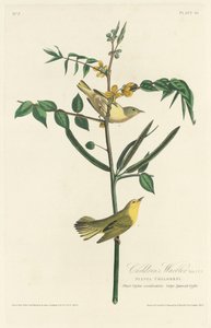 Ruiseñor infantil, 1828 de Robert Havell