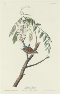 Gorrión chipping, 1831 de Robert Havell
