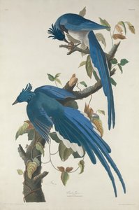 Arrendajo de Columbia de Robert Havell