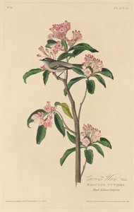 Chochín de Cuvier, 1829 de Robert Havell
