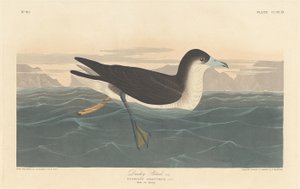 Petrel Oscuro de Robert Havell